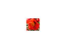image fleur.png (0.3MB)